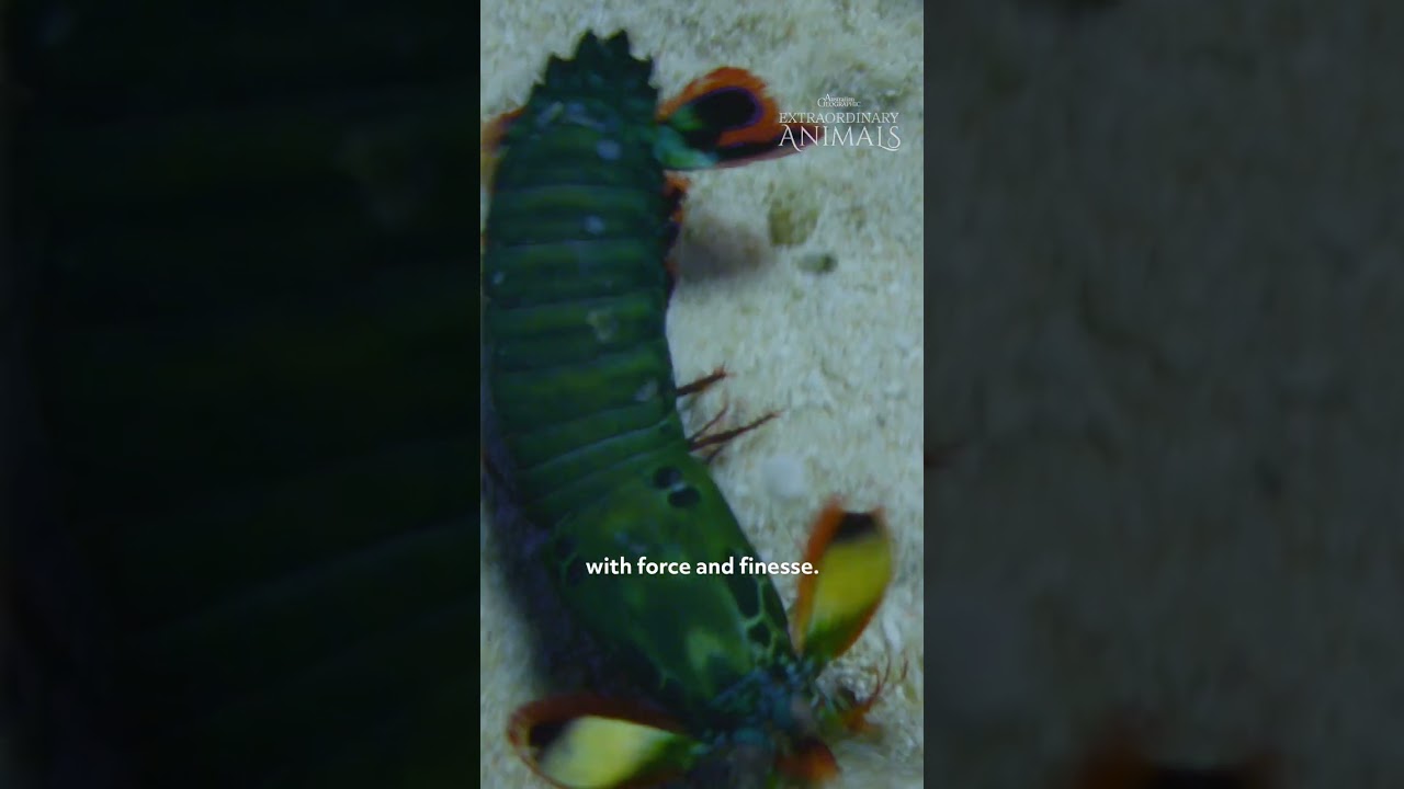 Peacock Mantis Shrimps can Punch at 80km/h!