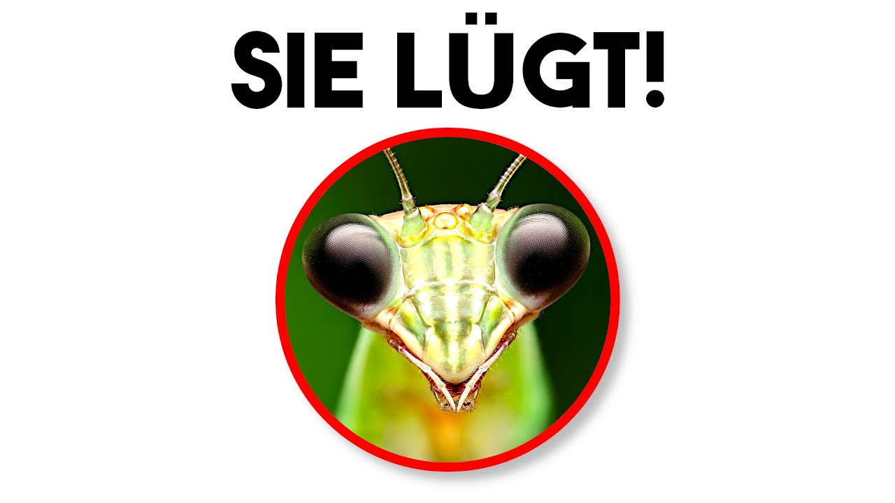 Zu was dieses INSEKT fähig ist, SCHOCKIERT die Wissenschaft!