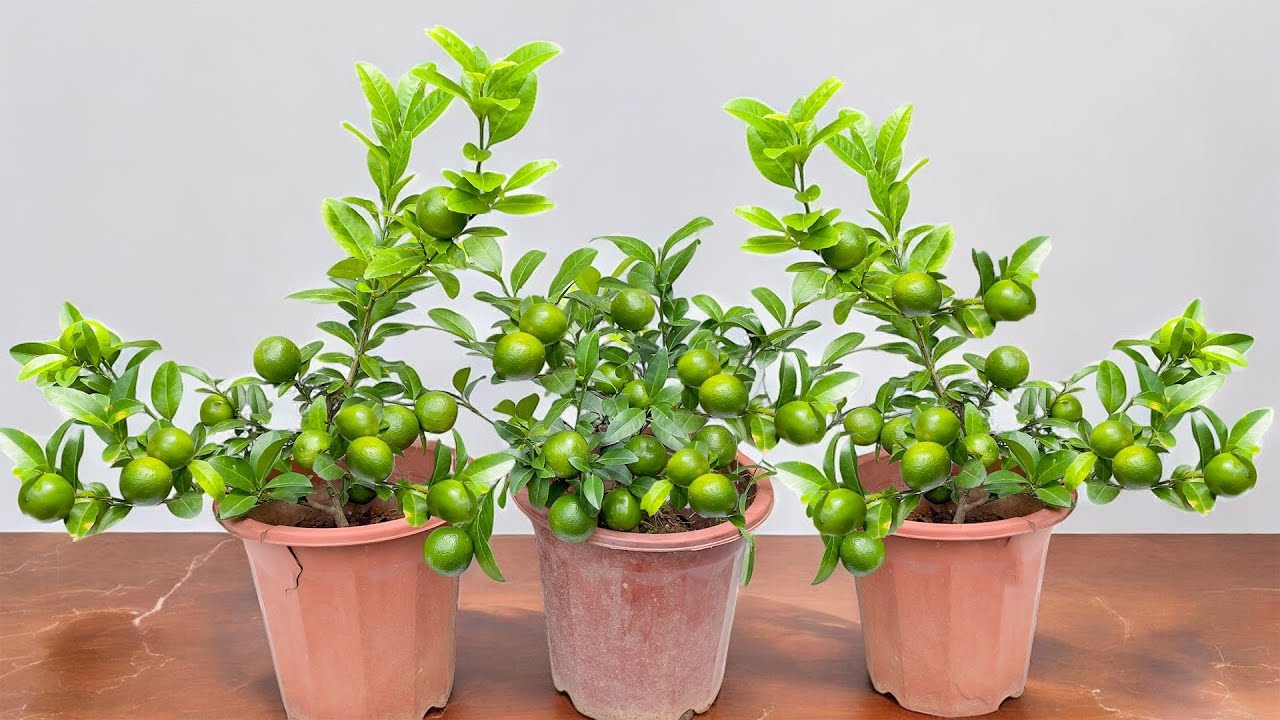 With this method of growing lemons, you will have lemons all year round thanks to this substance.
