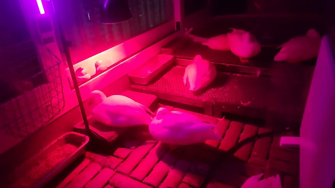 🔊 오리 라이브 | duck livestreaming