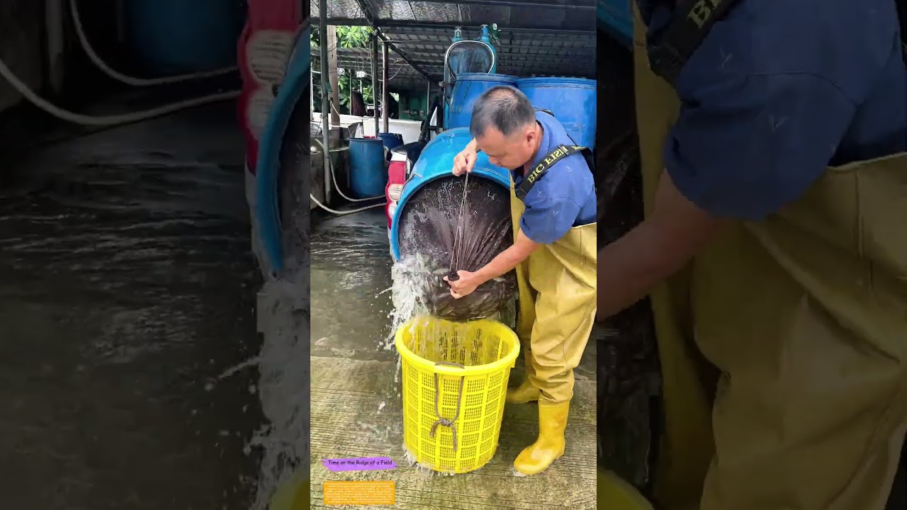 Draining the Catch: How Proper Water Removal Keeps Fish Healthy Before Transport