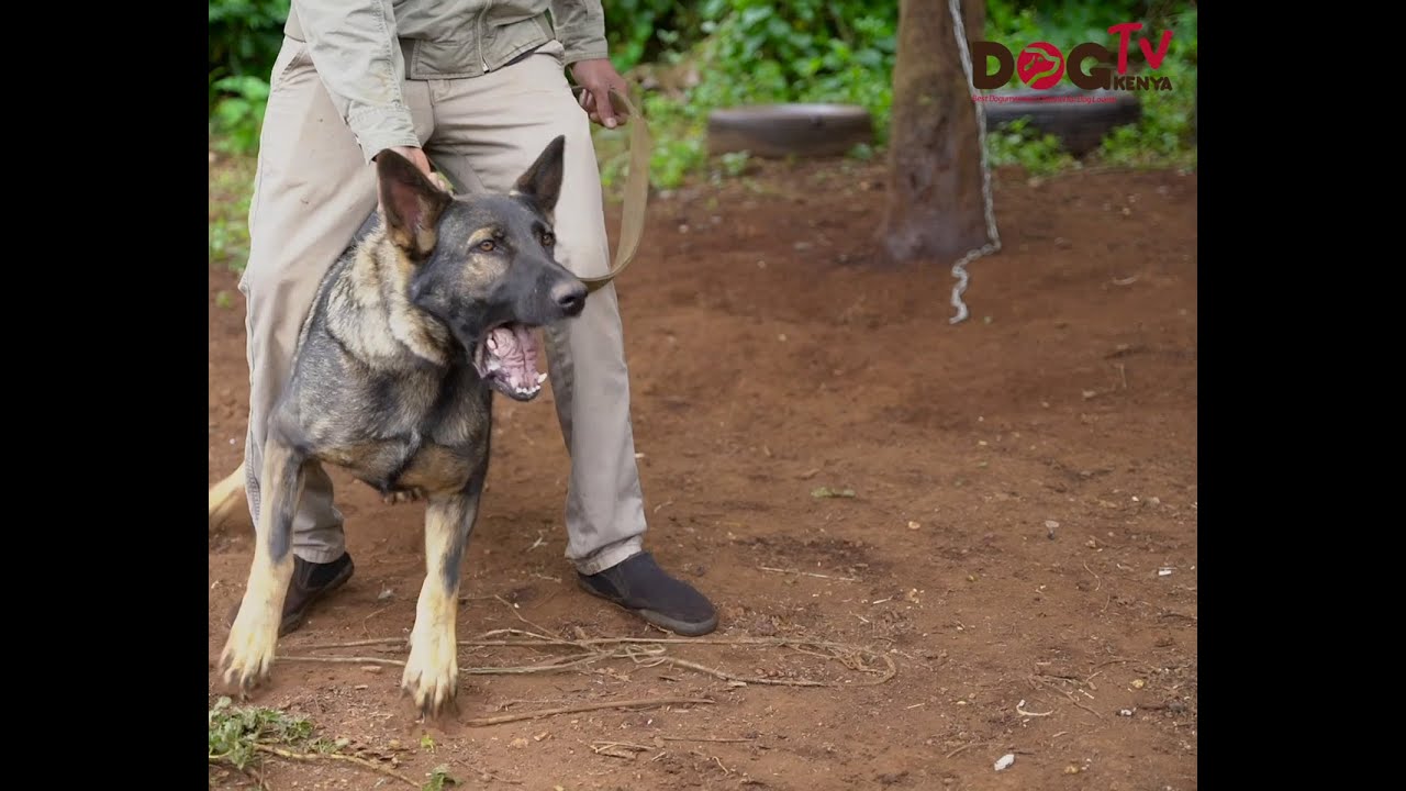 DUTCH SHEPHERED,MALINOIS AND GSD WITH BEST YOUNG TRAINER MOLDO OF MK9'S (DOG TV KENYA EPISODE 79)
