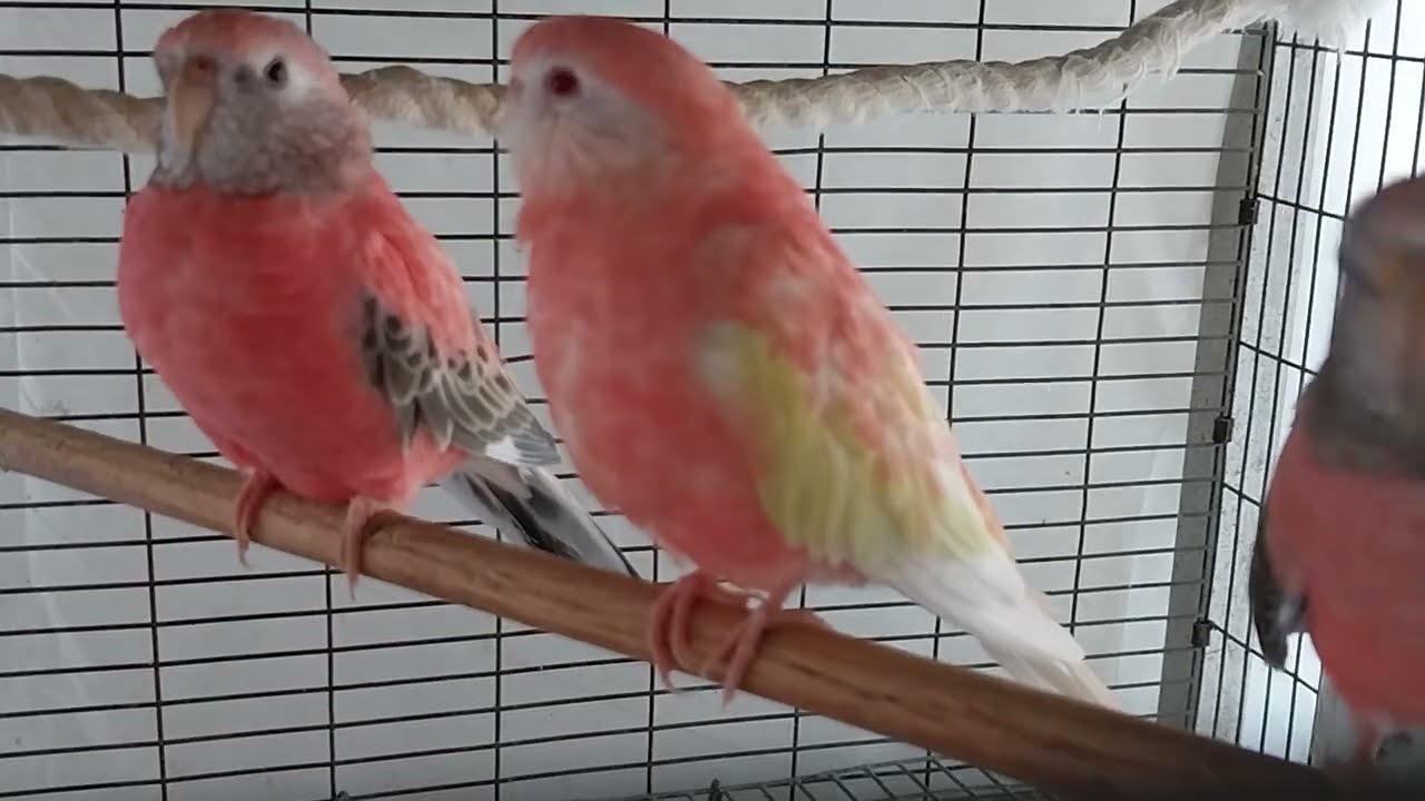 Bourke Parakeets November 25, 2024