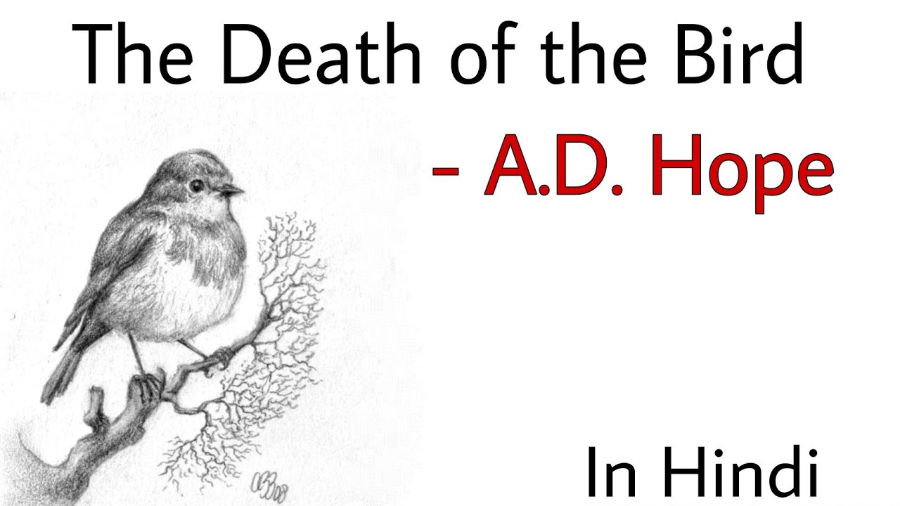 The Death of the Bird by A.D. Hope Summary in Hindi