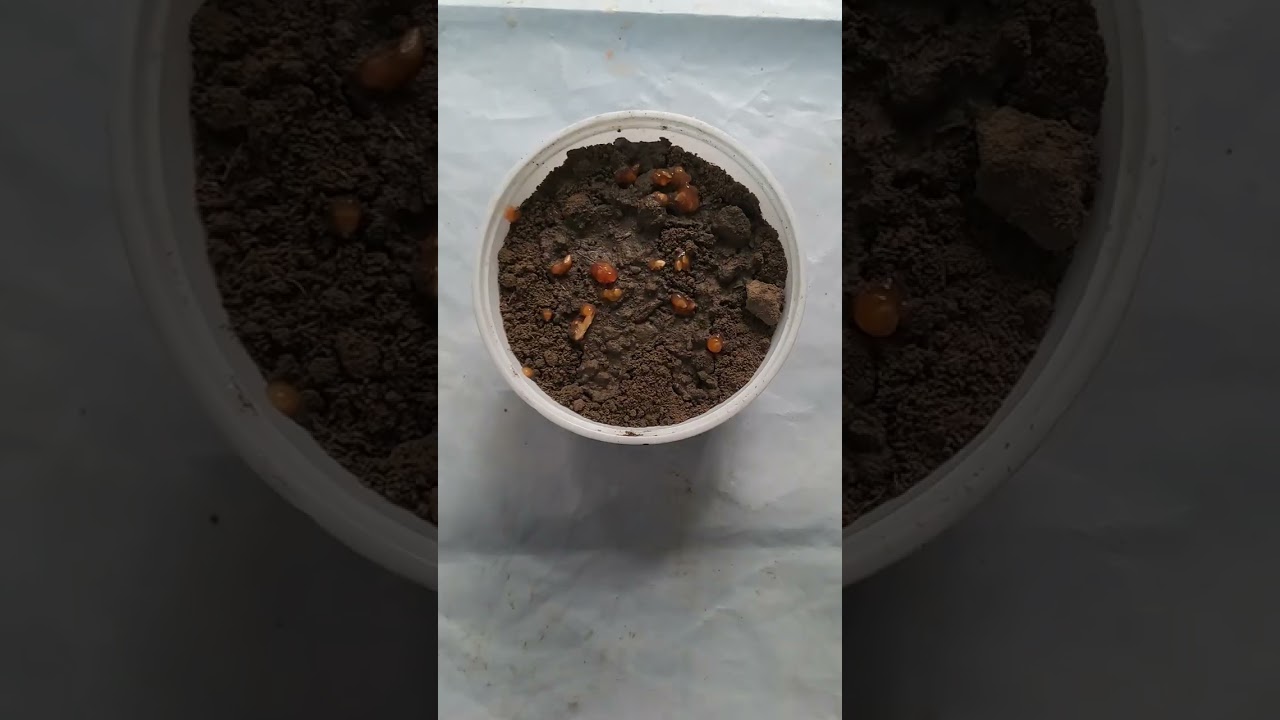 Grow Tomato with seeds  