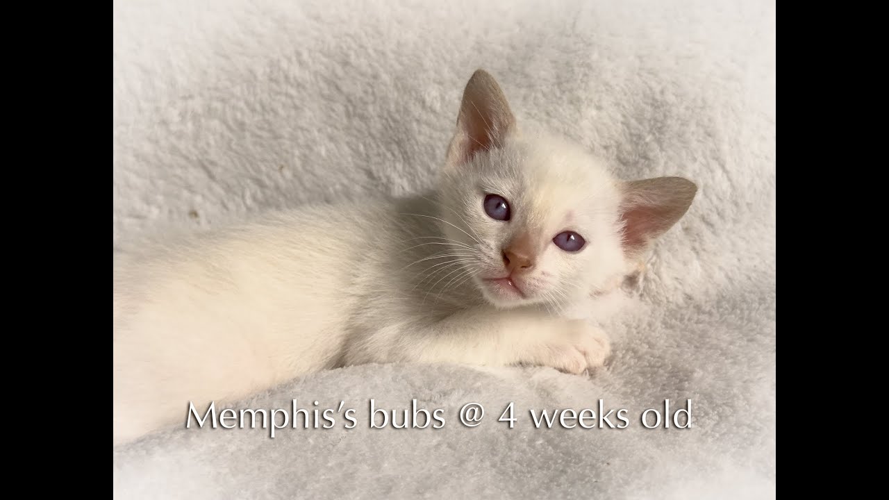 Memphis bubs @ 4 weeks