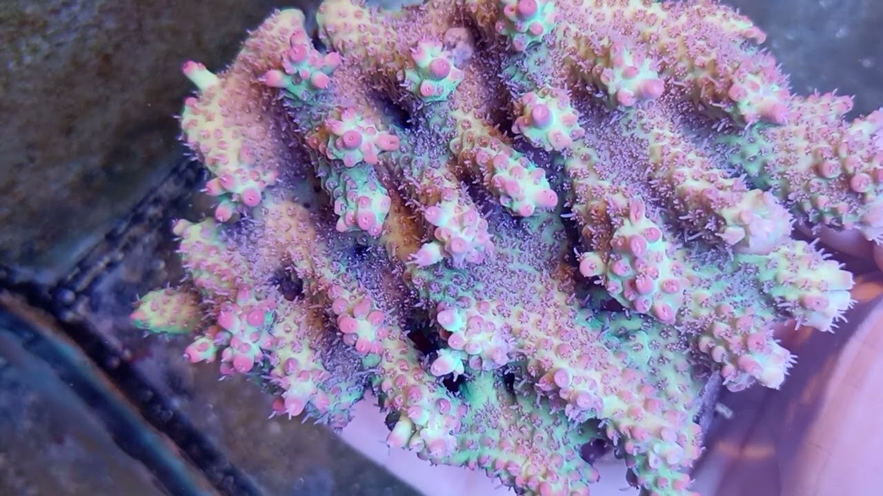 Acropora Microclados strawberry shortcake XL Coral gandalf