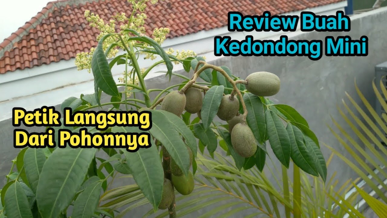 Review Buah Kedondong Mini Langsung Petik Dari Pohonnya || Ambarella Fruit