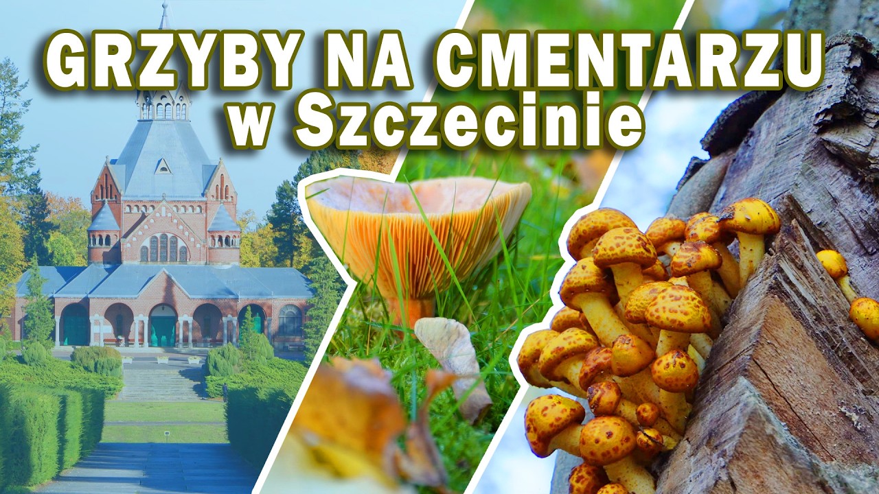 Spacerujemy po NAJWIĘKSZYM CMENTARZU w POLSCE