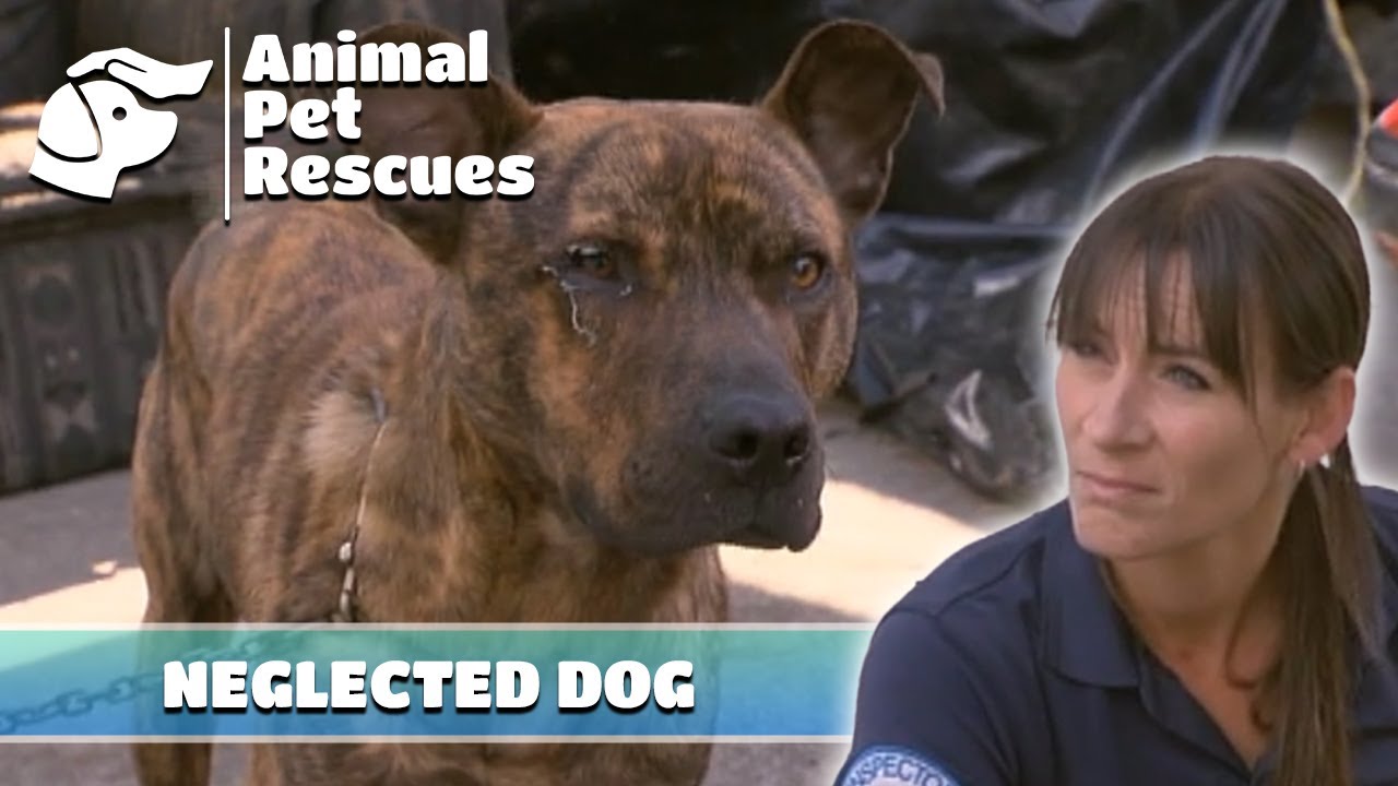 Брошенная собака никогда не спускается с цепи 🐶 | Полный эпизод | Спасение SPCA