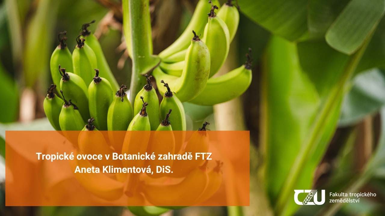 Tropické ovoce v Národní sbírce – skleník Botanické zahrady