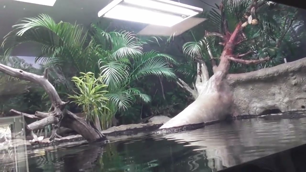 Nordens Ark: Zoo Tour part 3