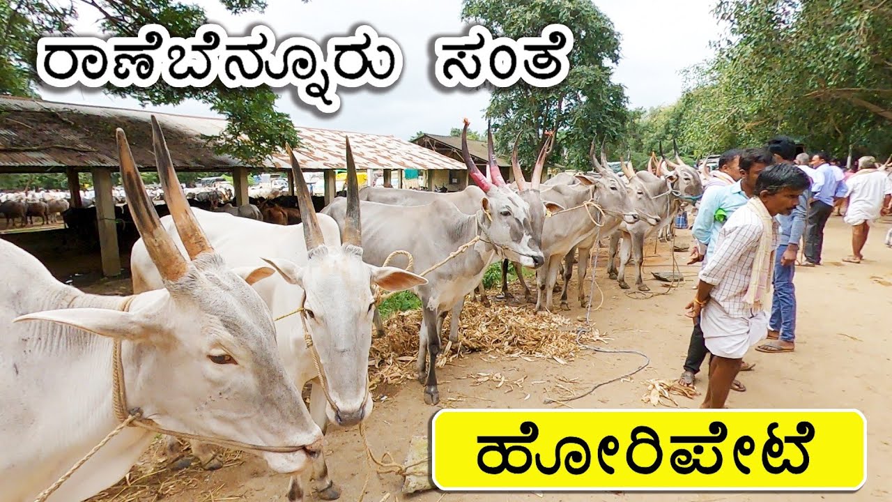 Ranebennur bullocks market