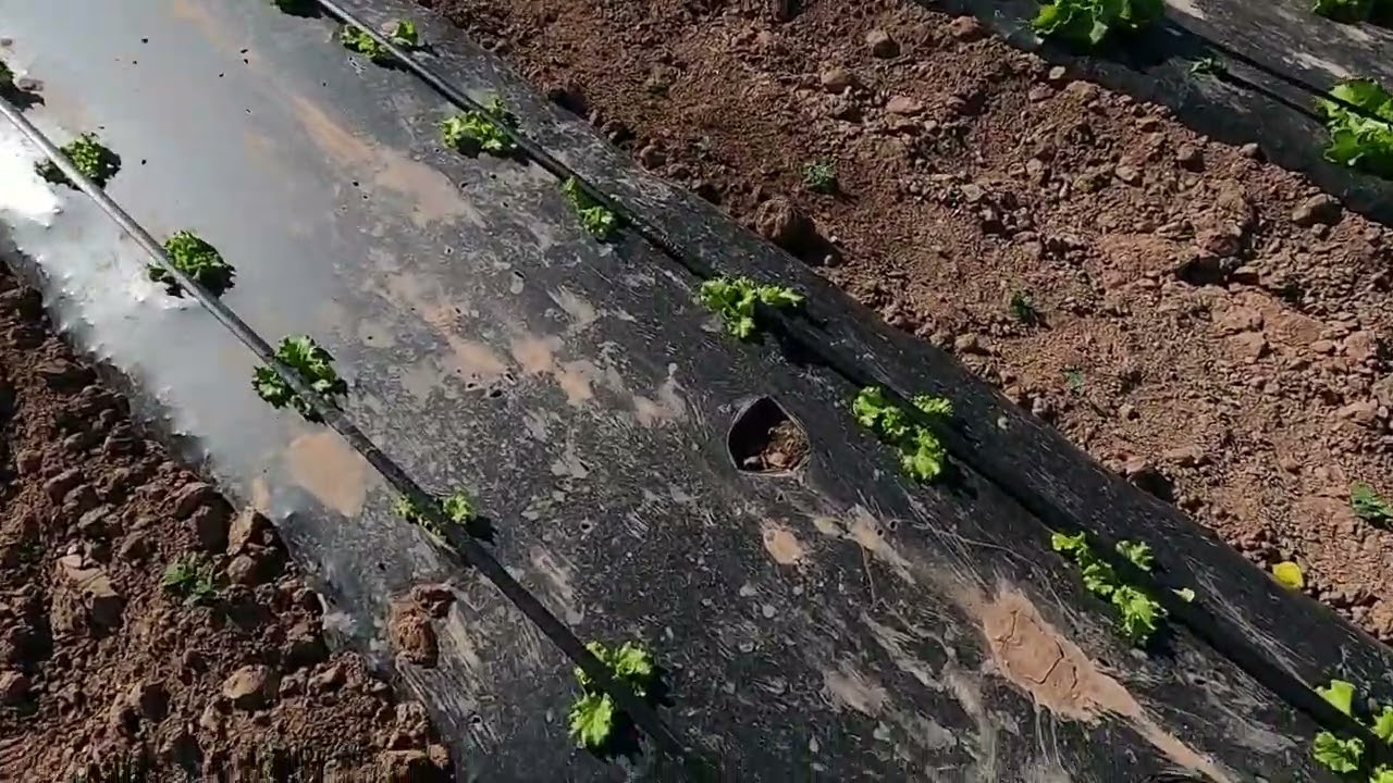 Tropfschlauch, Beetfräse, Wassermelonen, trocken trocken trocken