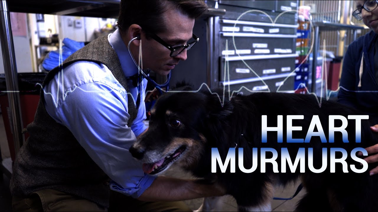 Heart Murmurs in Cats and Dogs