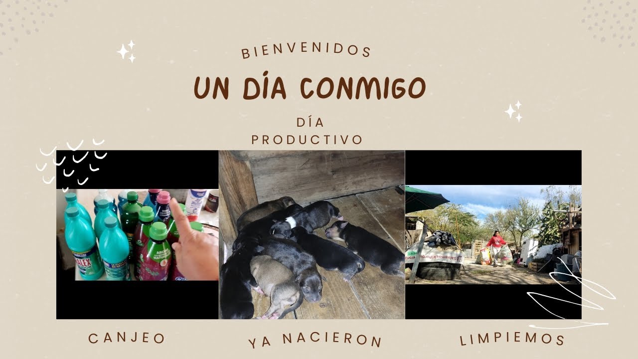 BIEN VENIDOS  UN DIA CONMIGO COCINANDO YA HUBO CANJEO NACIERON LOS PERRITOS GRACIAS POR ESTAR AQUI 