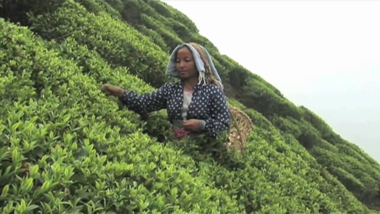 Darjeeling, der Champagner unter den Tees | TV Beitrag