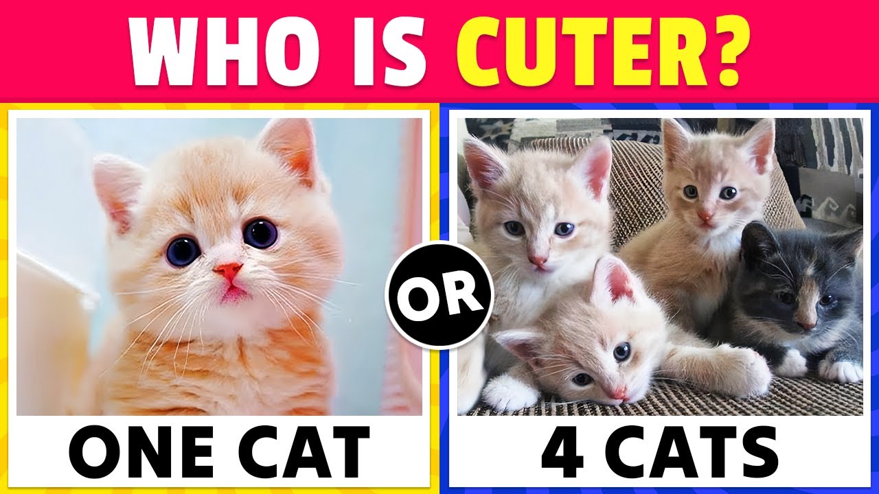 Вы бы предпочли...? Выпуск «КОШКИ» 🐱