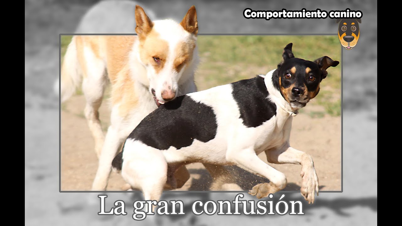 La gran confusión. Lenguaje y comportamiento canino. The great confussion