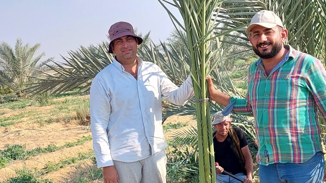 فصل وزراعة النخيل البرحي في نفس المزرعة مع الانتاج الغزير