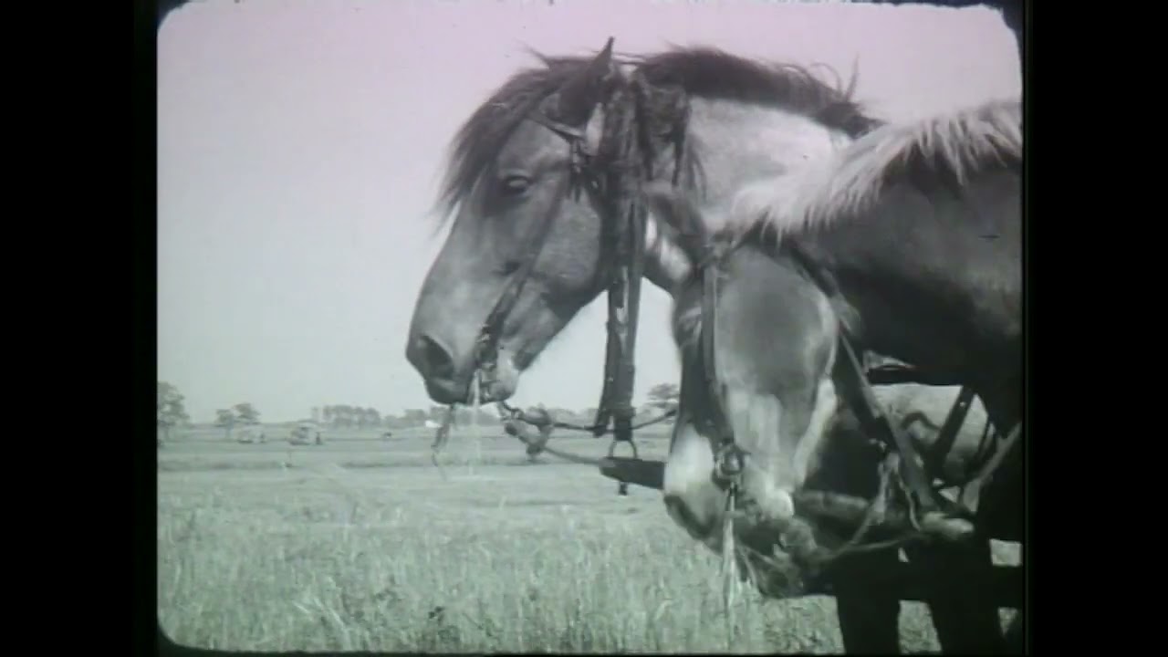 Jaren 50: Boerenleven