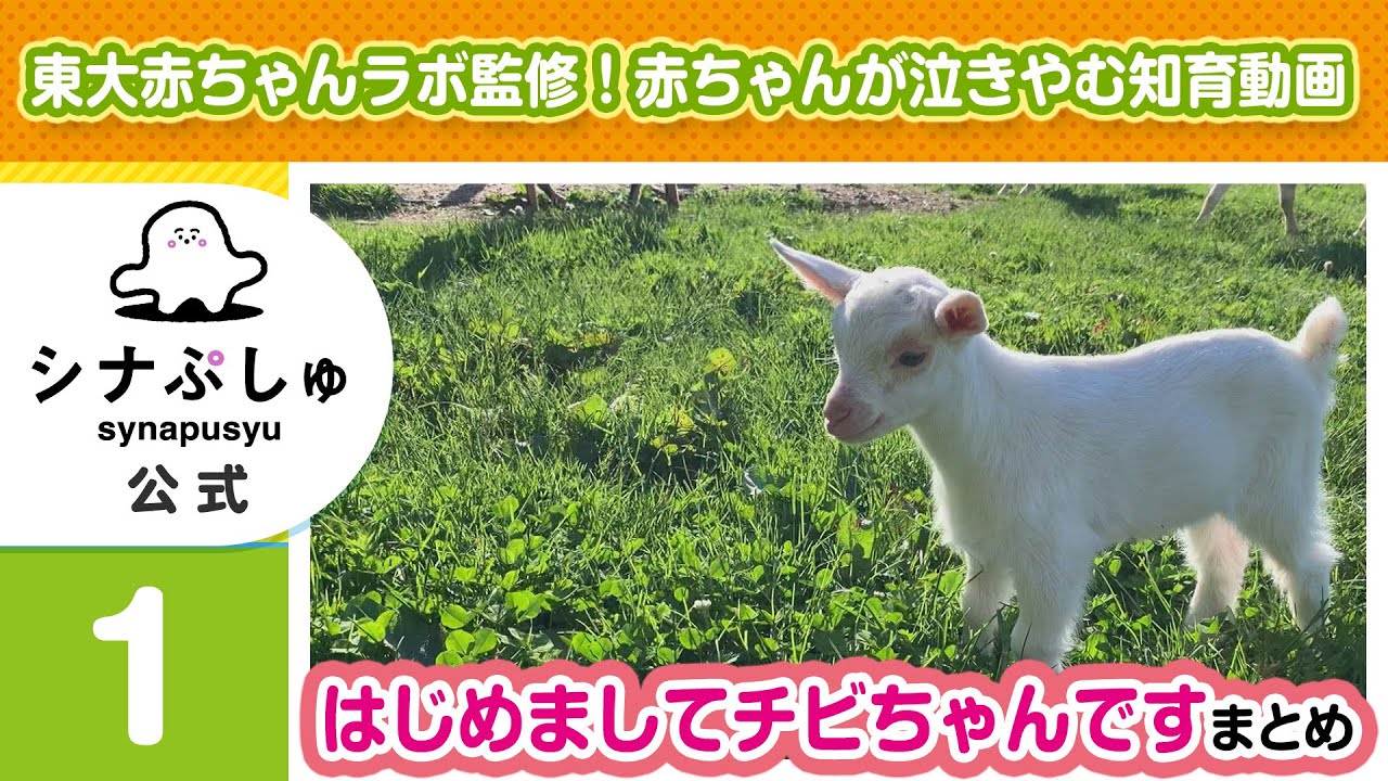 【赤ちゃんが泣きやむ】シナぷしゅ公式はじめましてチビちゃんですまとめ1【東大赤ちゃんラボ監修！知育】
