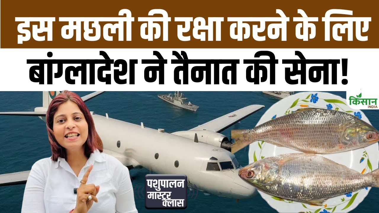 Hilsa Machli के लिए बांग्लादेश ने तैनात किए 17 युद्धपोत ,जानिए क्यों खास है ‘मछलियों की रानी’ हिल्सा