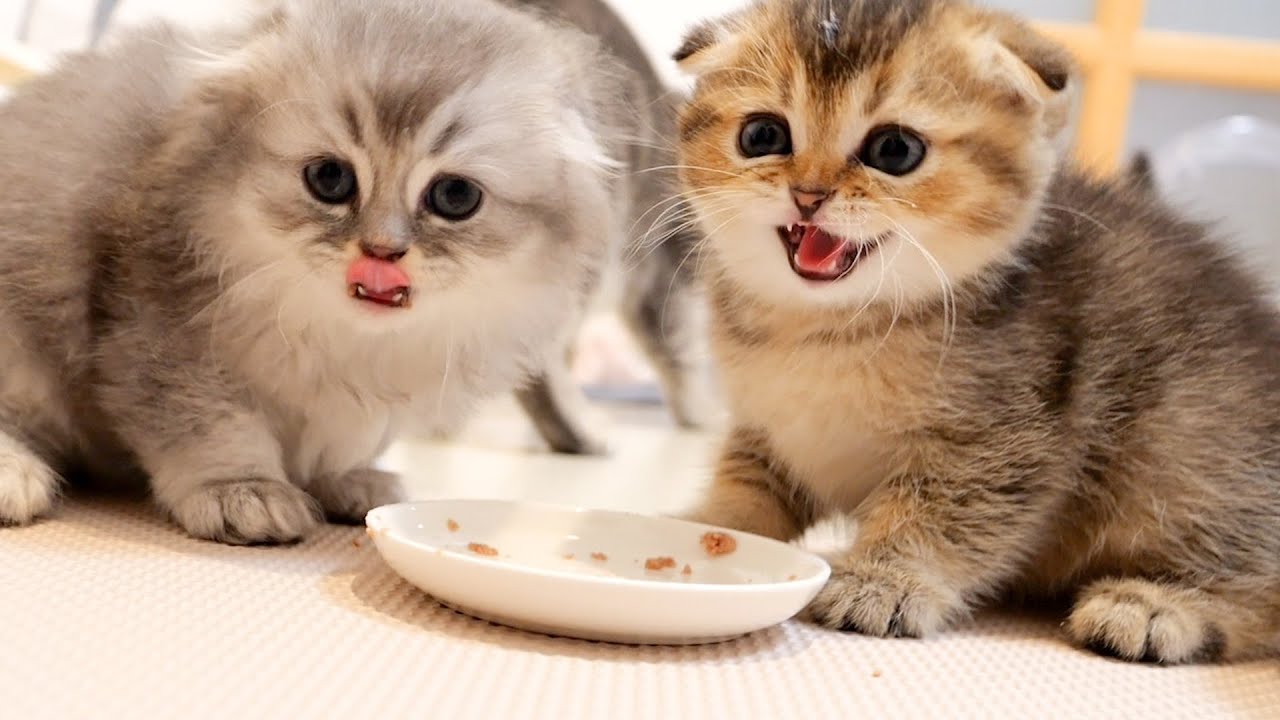 The daddy cat who disturbed the kittens' meal was intimidated.