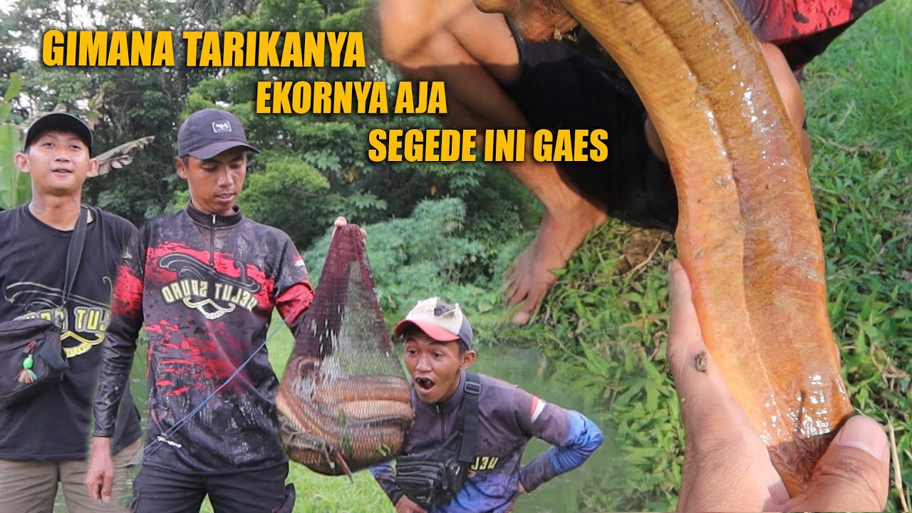 STRIKE 5 BELUT MONSTER DI PUASA KE 5