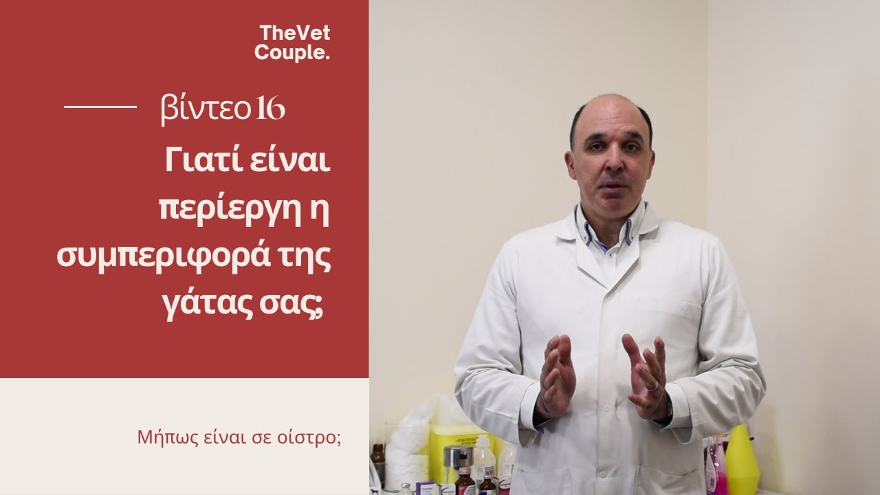 Γιατί είναι περίεργη η συμπεριφορά της γάτας σας; Μήπως είναι σε οίστρο;