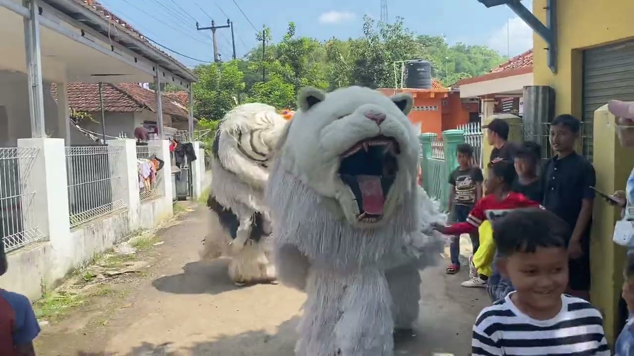 can macan keluar kandang langsung makan bocil ff‼️😭