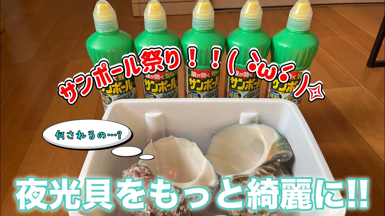 奄美の夜光貝をサンポールで綺麗にしてみました