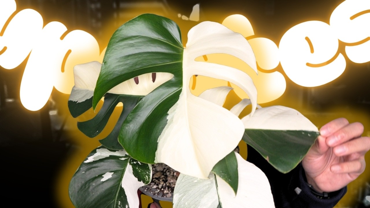 🌱plant updates | propagating philodendron, monstera mint update, begonias, i love these anthuriums