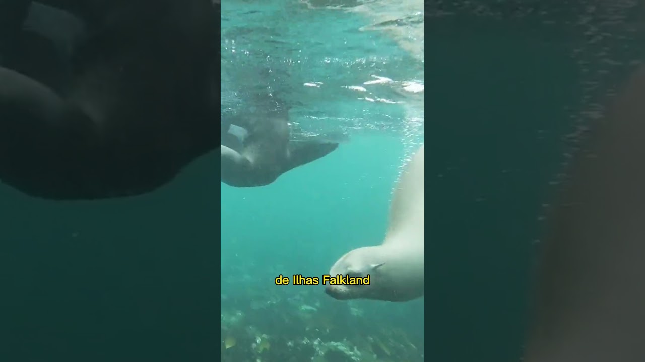 Ilhas Malvinas - A ilha gelada da Am&eacute;rica do Sul