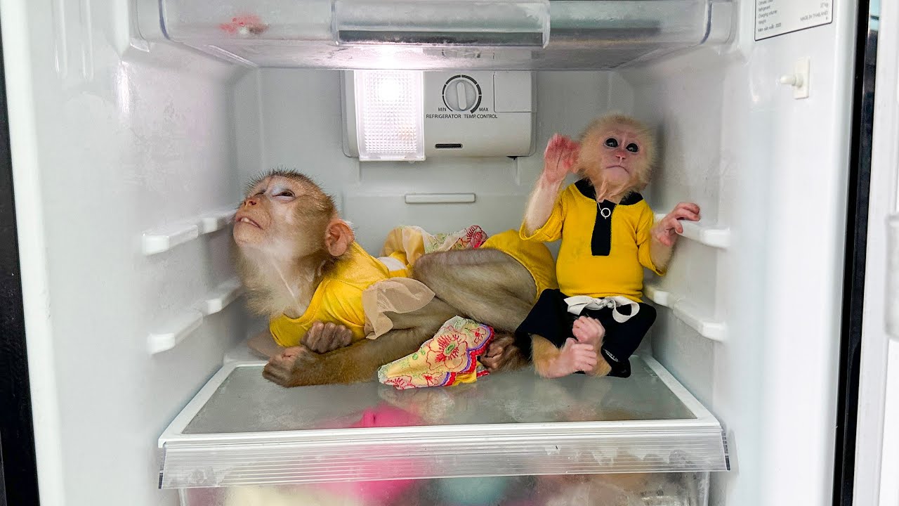 Smart solution to avoid summer heat from Monkey Kaka and Monkey Mit