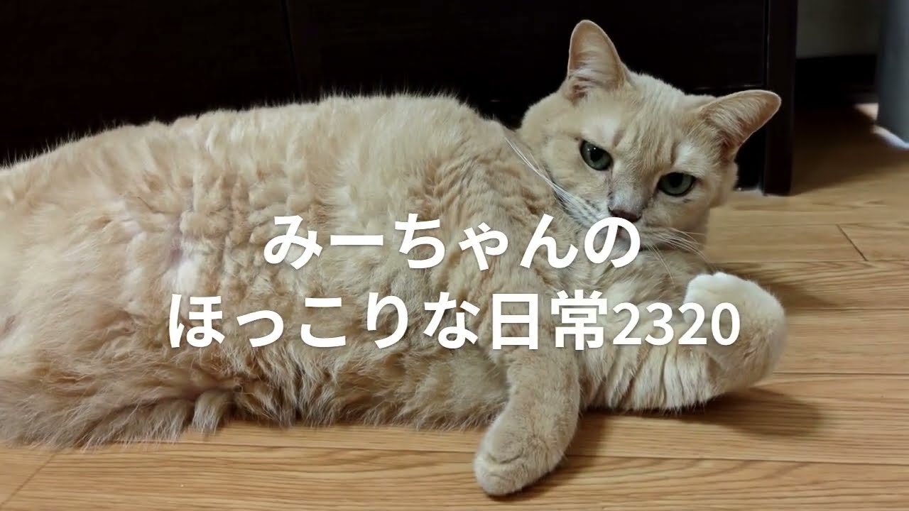 みーちゃんのほっこりな日常2320