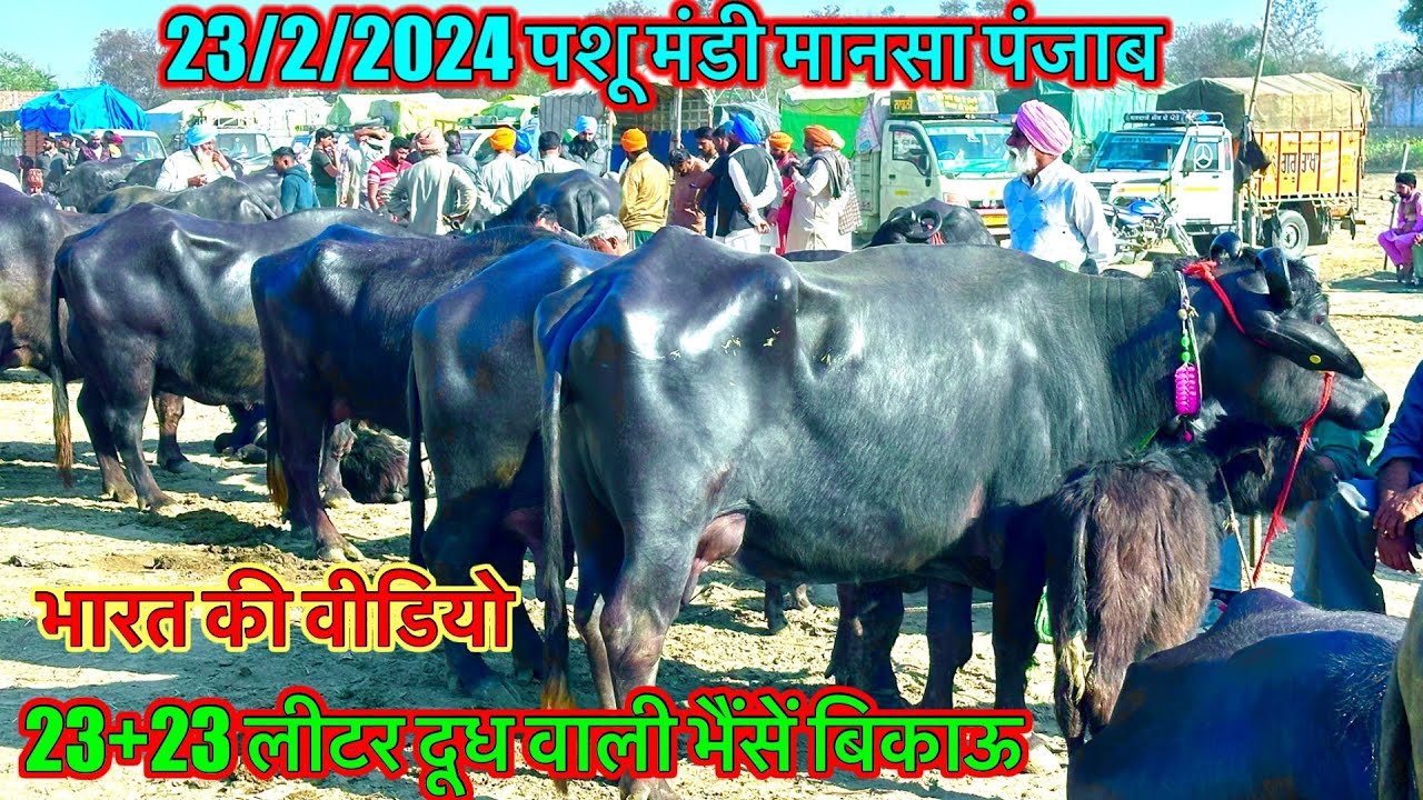 23/2/2024 पशू मंडी मानसा पंजाब,Pashu Mandi Mansa,देखें 23 लीटर दूध वाली भैंसें बिकाऊ,देखें रेट