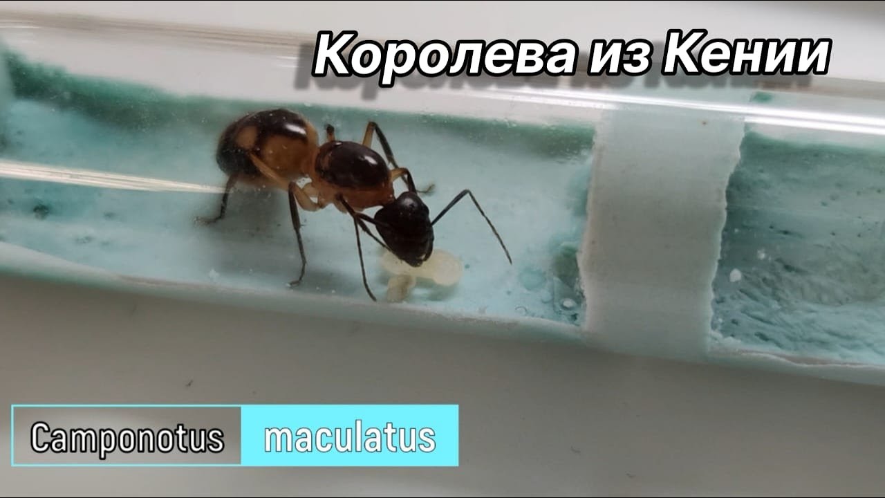 Camponotus maculatus из Кении