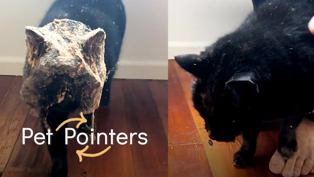 The Best Pet Pointers Of The Month (October 2021)