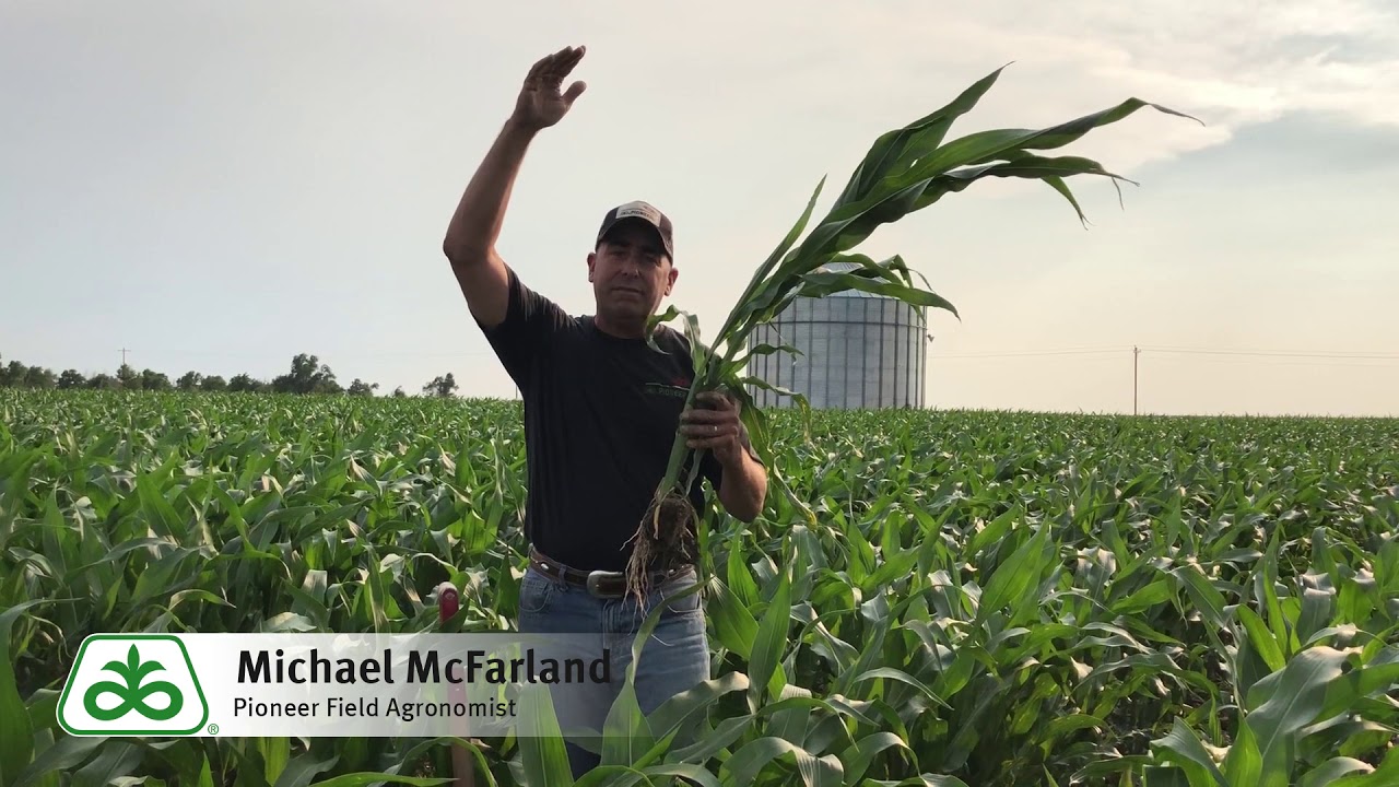 Sidewall Compaction in Corn
