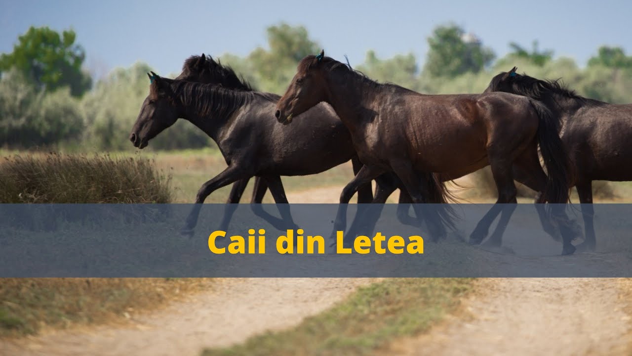 Rom&acirc;nia Turistică: Pădurea Letea &ndash; locul unde trăiesc ultimii cai sălbatici din Europa