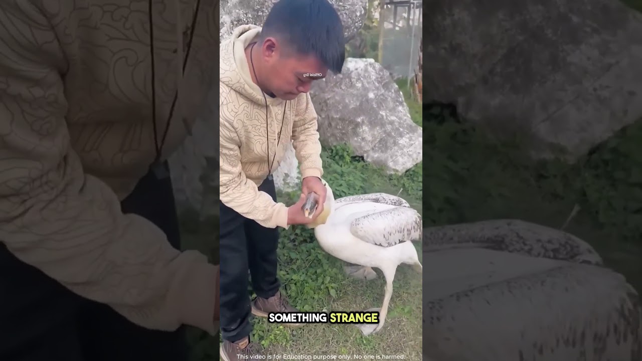 This Pelican Tried To Eat Him Until ❤️