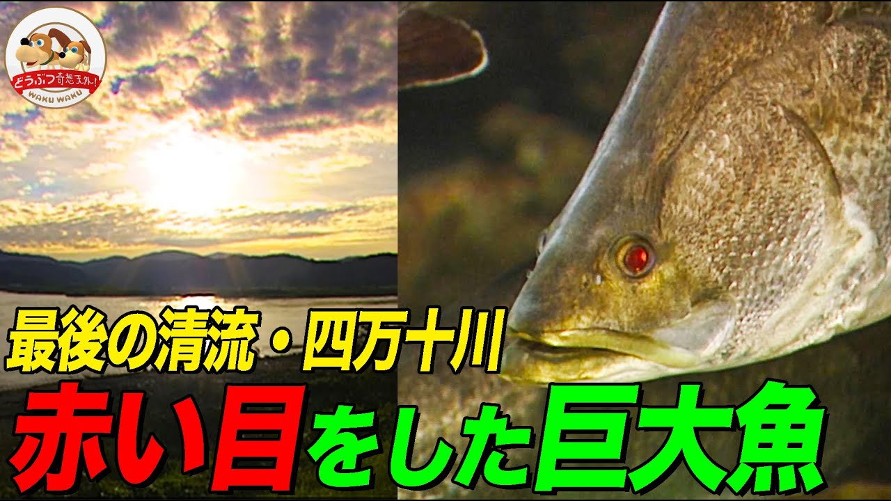 【貴重映像】最後の清流・四万十川に棲む巨大魚”アカメ”とは？巨大台風が襲来…そのとき生き物たちがとった行動とは！？【どうぶつ奇想天外／WAKUWAKU】