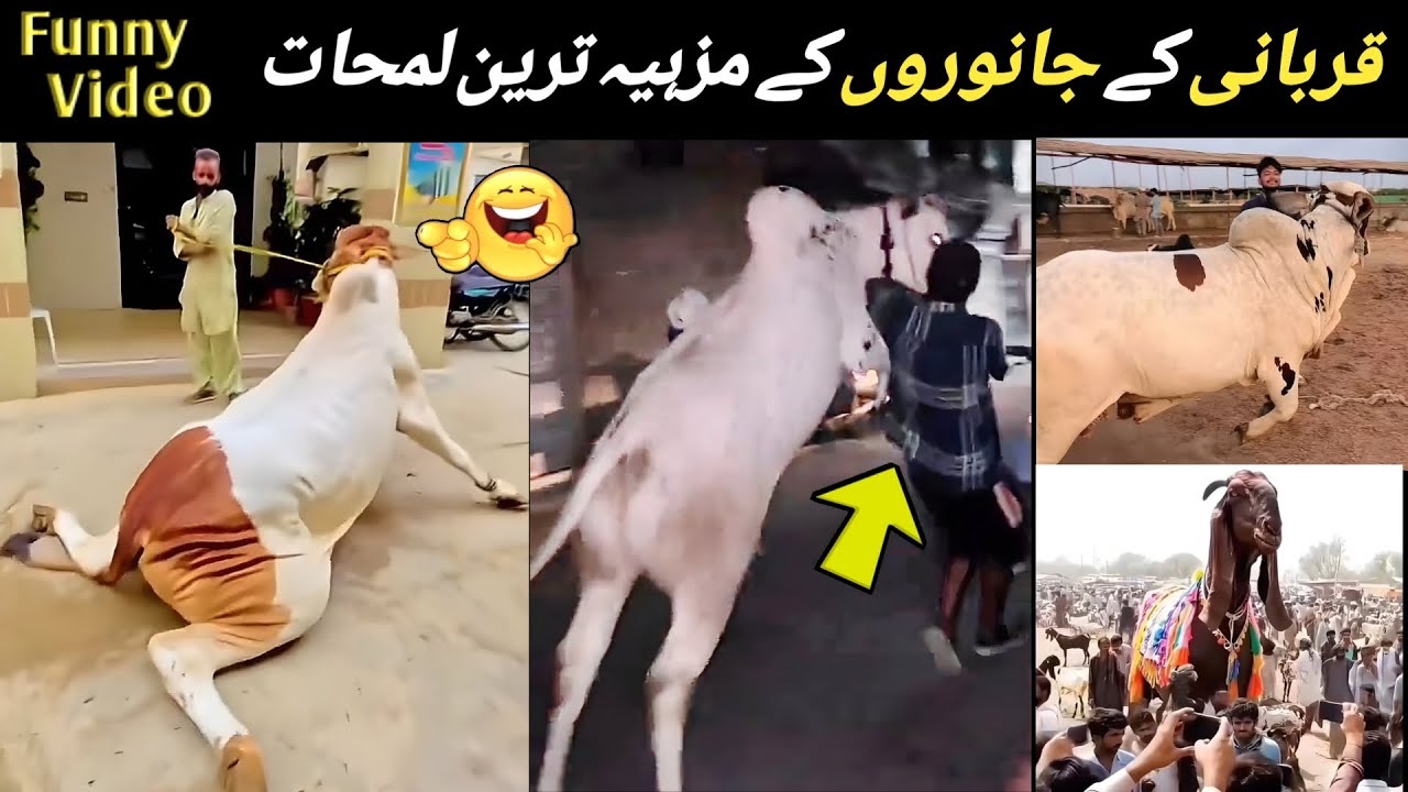 Most Funny Moments On Quabani Animals 🤣 | Animals Funny Video