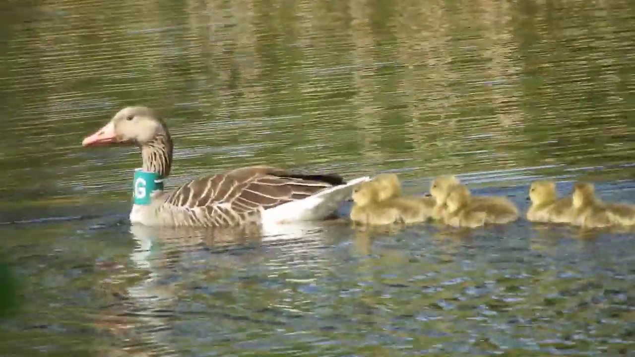 GRAY GOOSE / GRAUWE GANS op Park de Hoge Veluwe