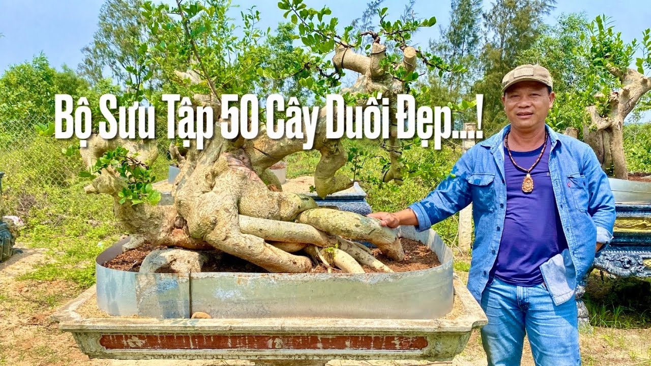 Bộ sưu tập 50 cây duối bonsai đẹp, độc đáo