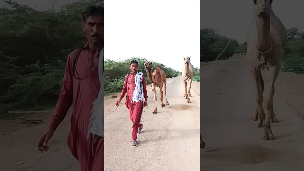 camel videos #camel #camellife #camelvideo #animals #donkey