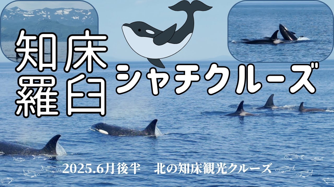 【知床羅臼シャチクルーズ】野生のシャチに会える！知床の大自然の中のクルーズ（観光Vlog）