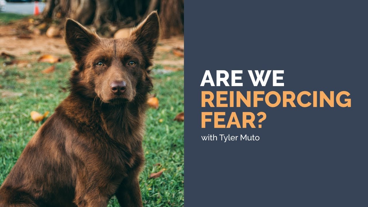 Are We Reinforcing Fear?