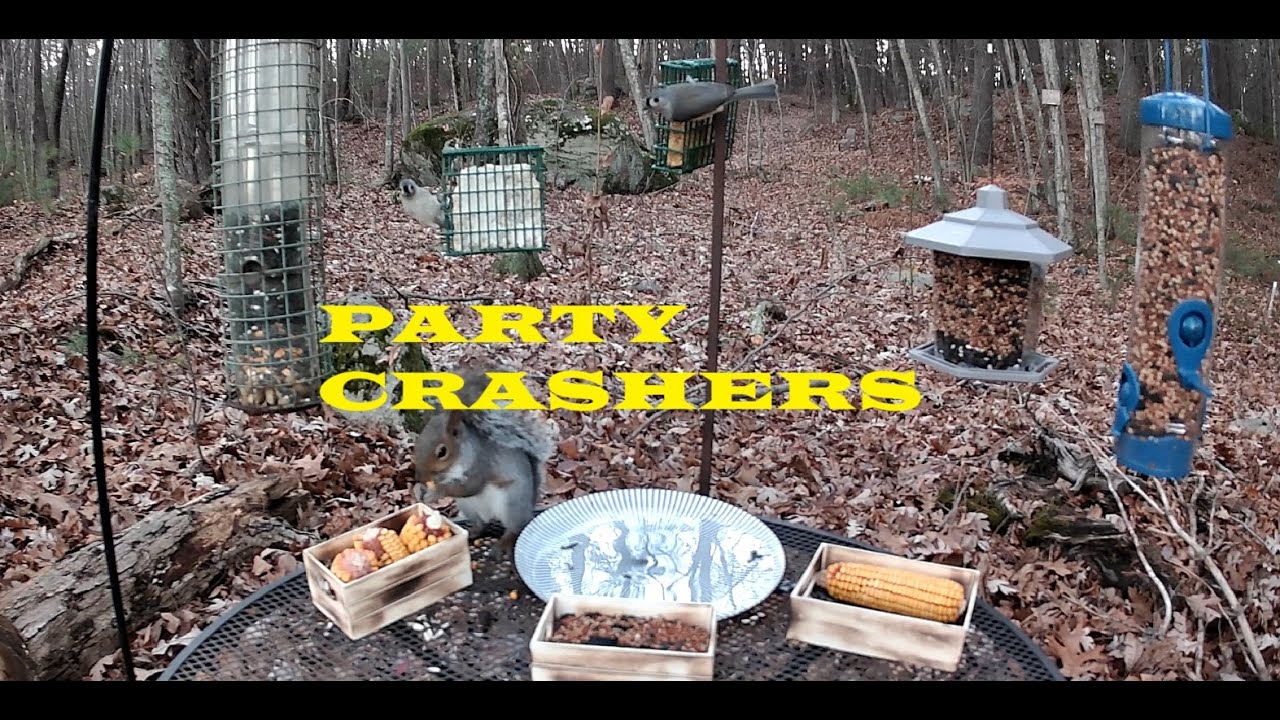 Wild Little Birds *4K* (NO ADS) Squirrel Crashers